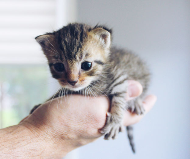 How can I encourage my cat to