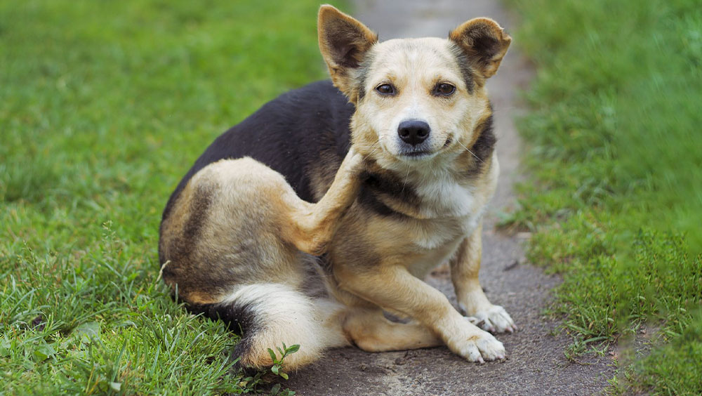 Pesky Parasites: How Do Dogs Get Fleas?