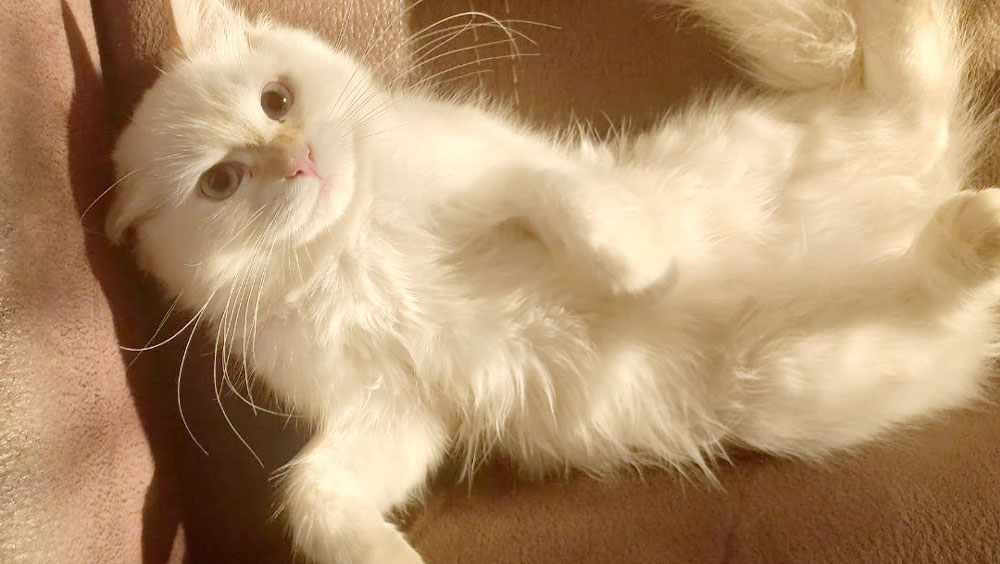 Snuggle Buddies: Why Do Cats Lay on You?