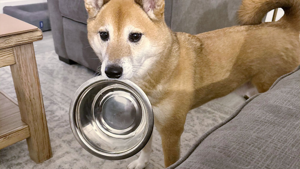 Surviving Without Food: How Long Can Dogs Go Without Eating?