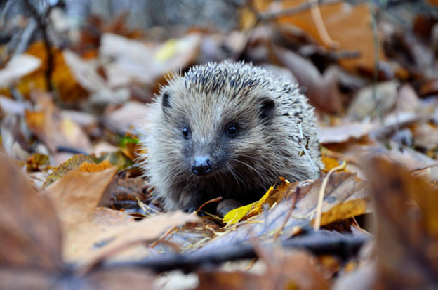 Average Lifespan of Hedgehogs