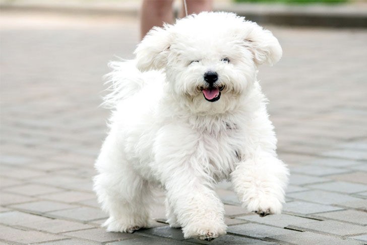 Bichon Frise 1