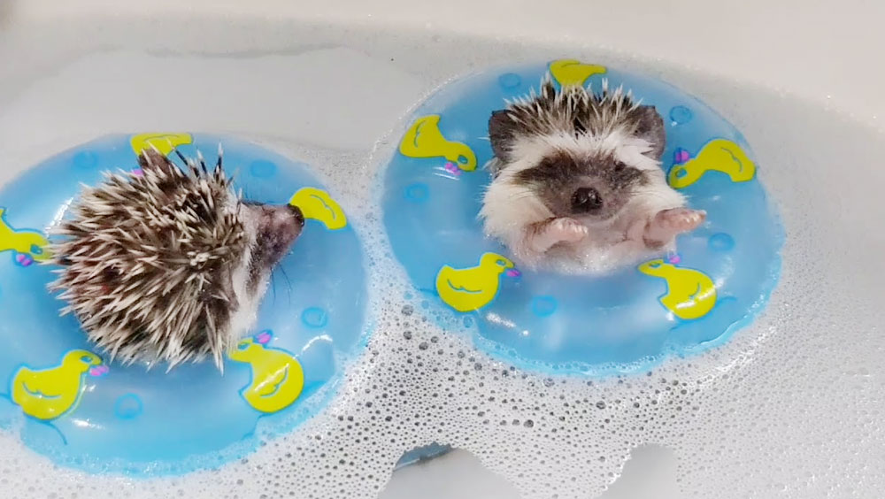 Can Hedgehogs Swim?