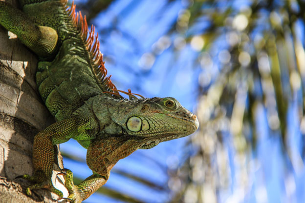 Can iguanas be tamed and become friendly pets