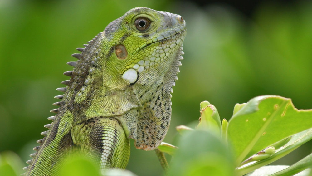 Do Iguanas Bite?