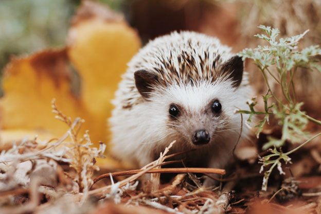 Hedgehogs and Water An Intriguing Relationship