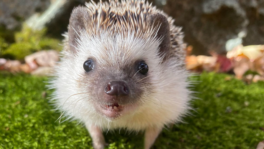 How Long Do Hedgehogs Live?