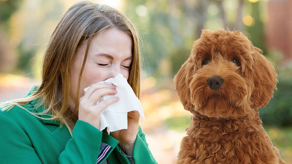 10 Best Hypoallergenic Dog Breeds