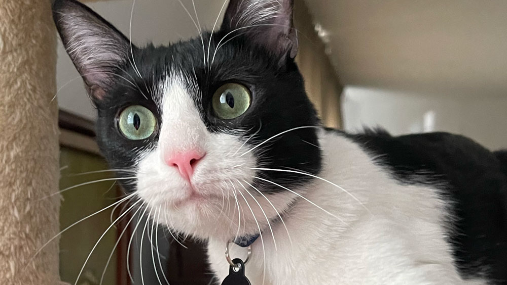 Jumping Feline Athletes: How High Can Cats Jump?