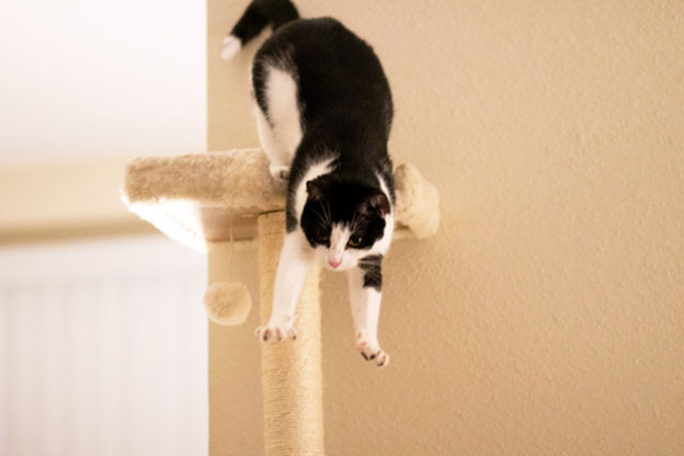Jumping also allows