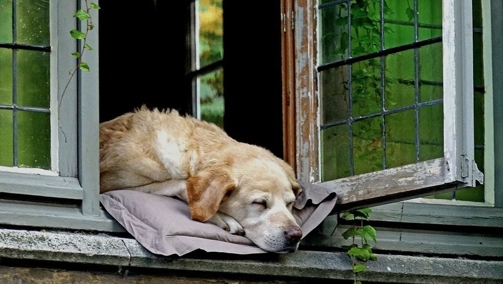 Lap Warmers: Why Do Dogs Lay on Your Feet?