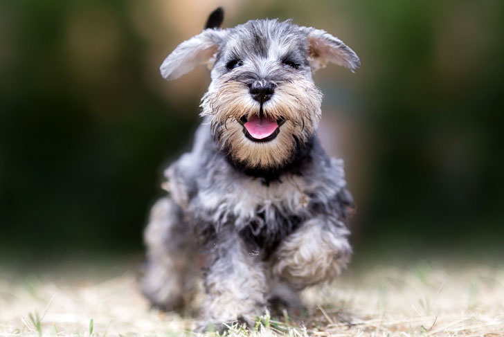 Miniature Schnauzer