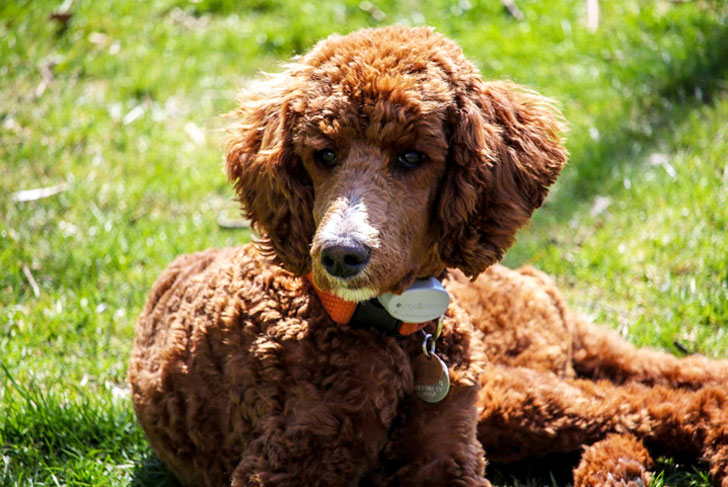 Poodle