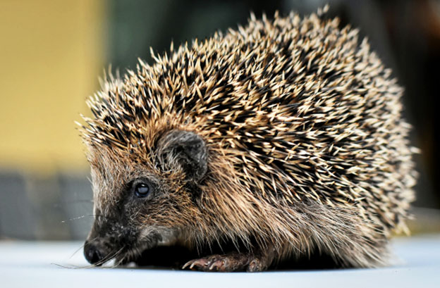 Precautions for Pet Hedgehogs