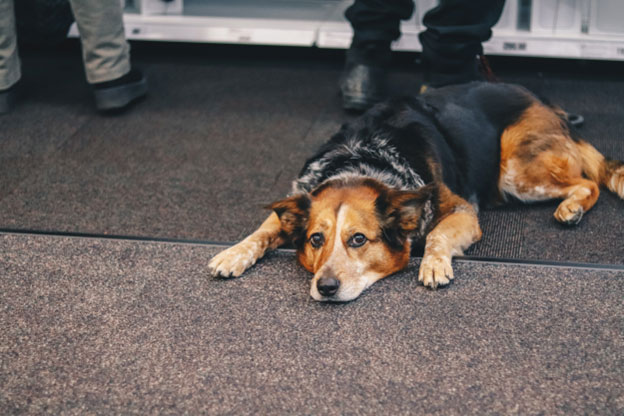 The Bond Between Dogs and Their Owners