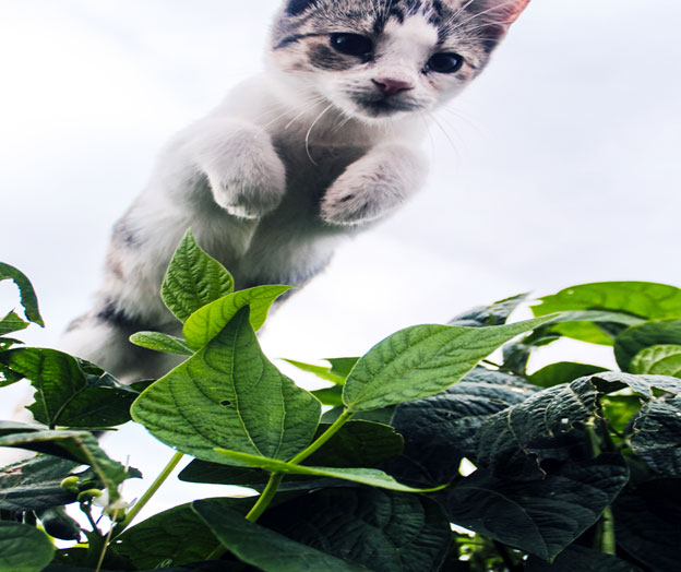The Physics of Cat Jumping