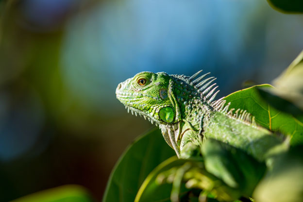 Understanding Iguana Behavior