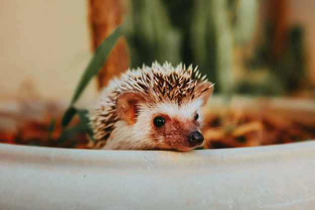 Water related Hazards to Hedgehogs