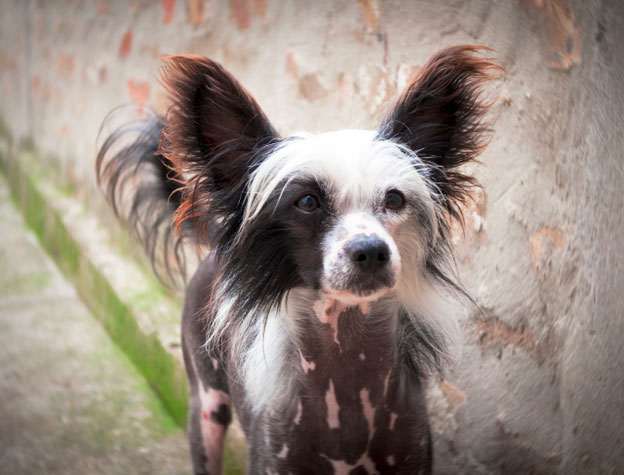 Both varieties of the Chinese Crested