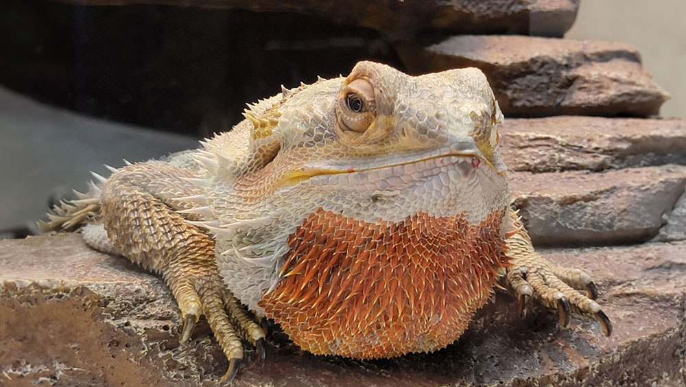 Can Bearded Dragons Eat Tomatoes?