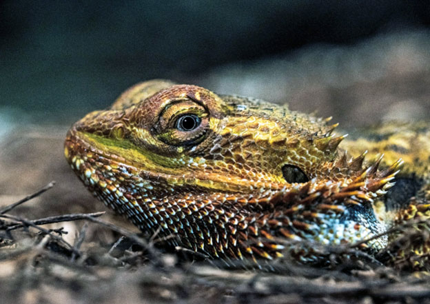 Can tomato seeds or skins be harmful to bearded dragons