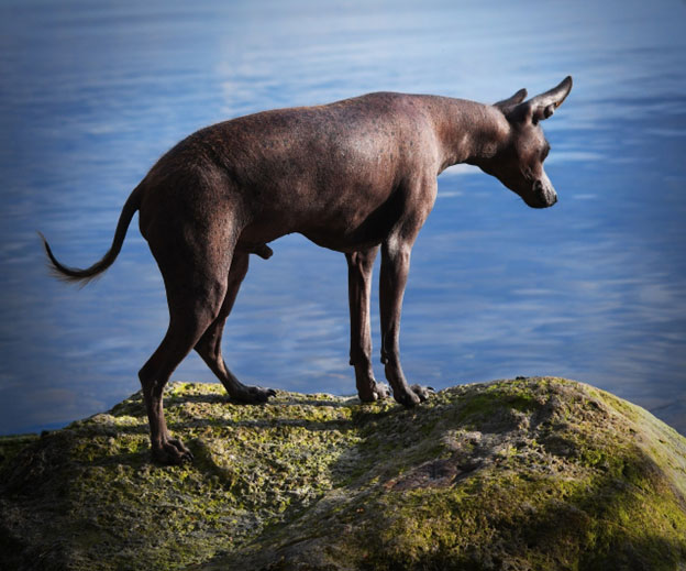 Despite being hairless the skin of this Mexican