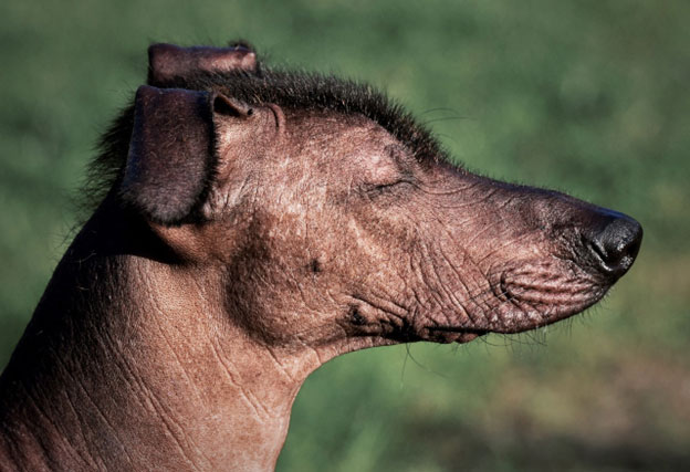 Grooming and Hygiene