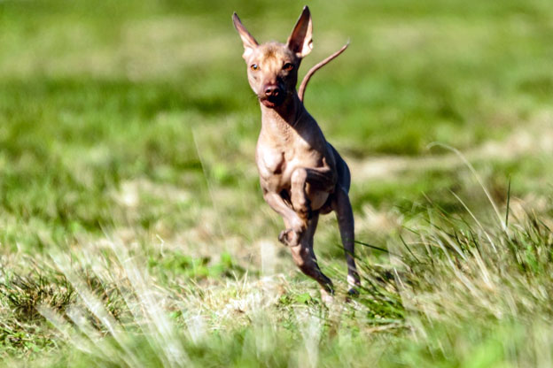 One endearing quality of the Xoloitzcuintli