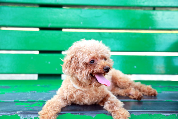 One of the primary concerns for teacup dogs