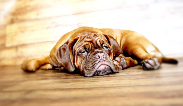 Pug