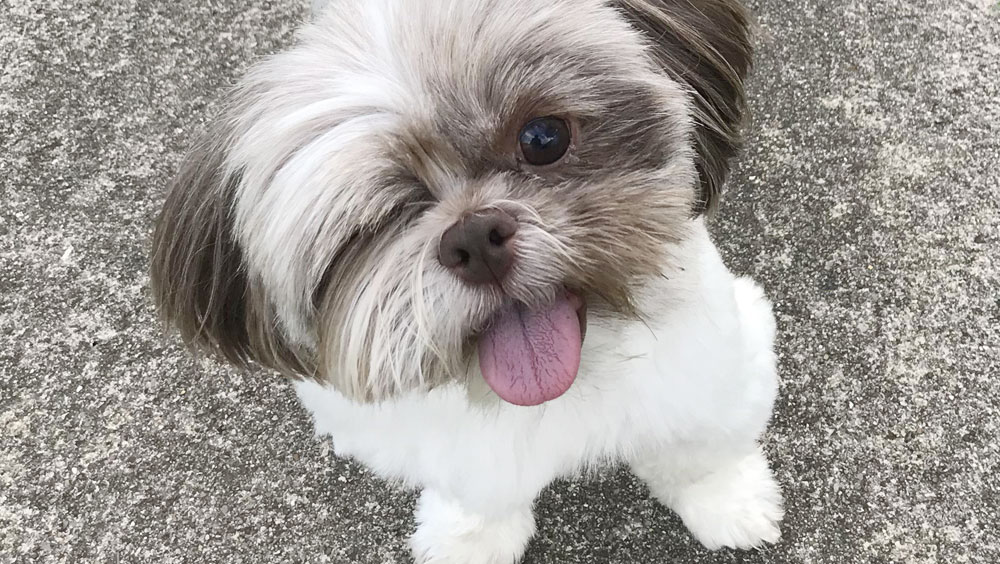Teacup Dogs: All You Need To Know