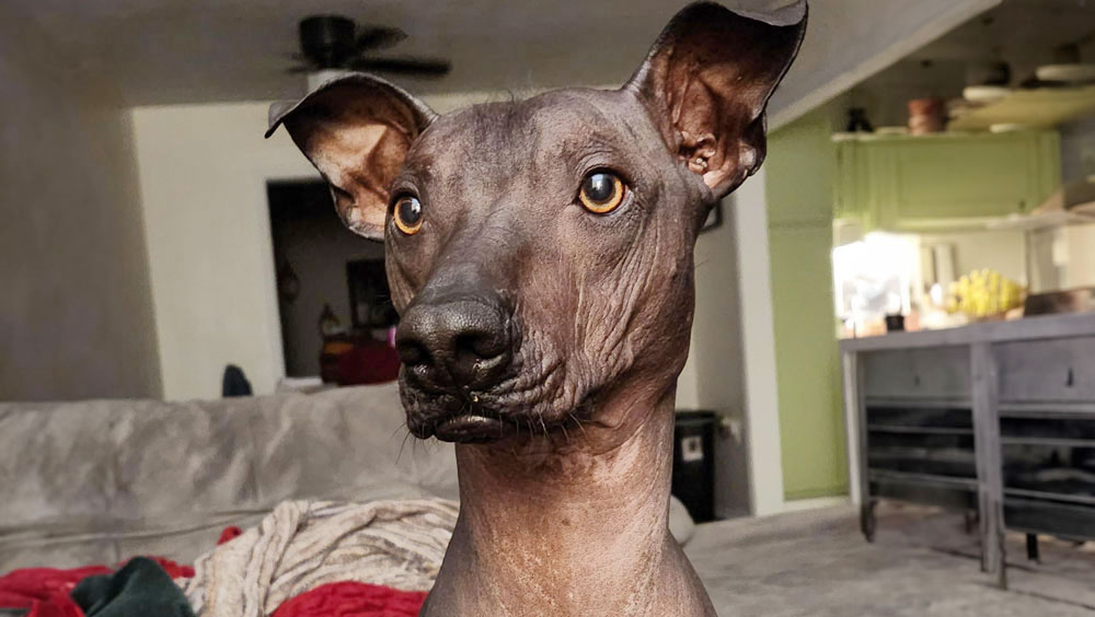 The Hairless Dog Breeds