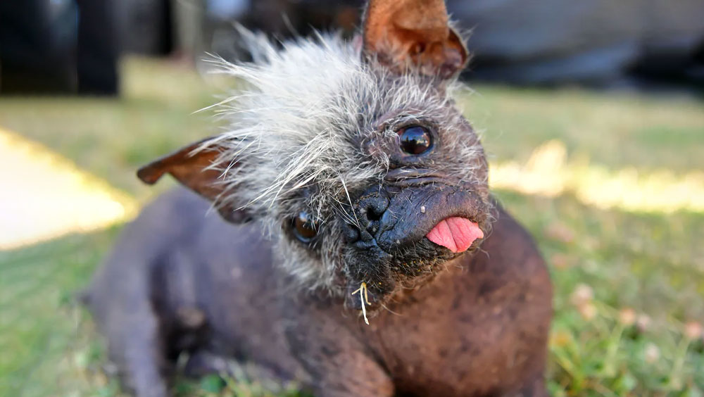The Ugliest Dog Breeds: Top 5