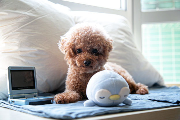 Understanding Teacup Dogs