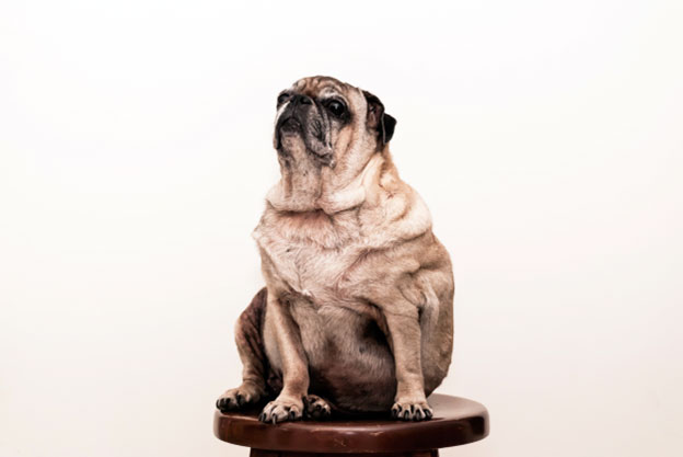 What Makes a Dog Ugly