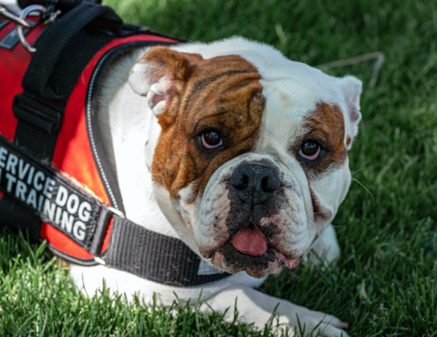 Best Mobility Dogs