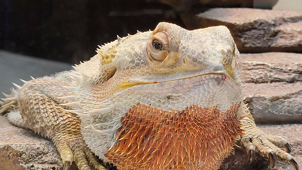 Do Bearded Dragons Bite?