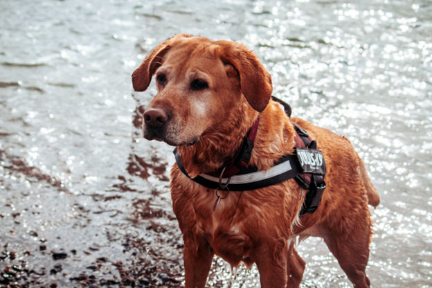Golden Retrievers also excel in tasks