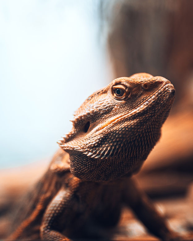 Handling Bearded Dragons