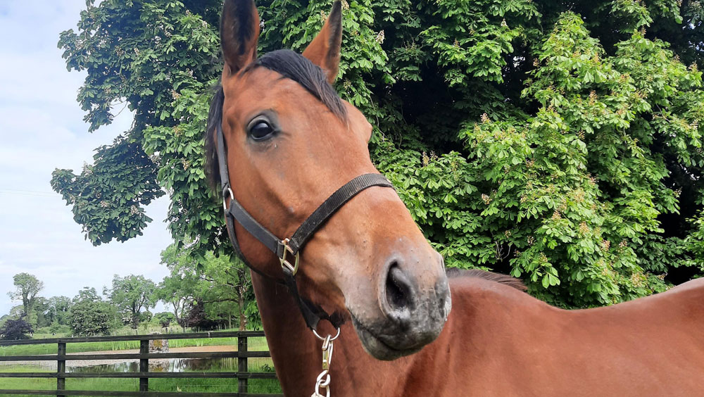 How Long Can A Horse Go Without Food?