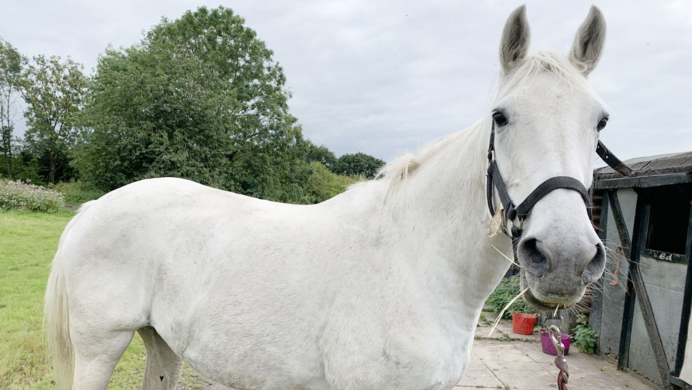 How Much Land Do You Need For A Horse?