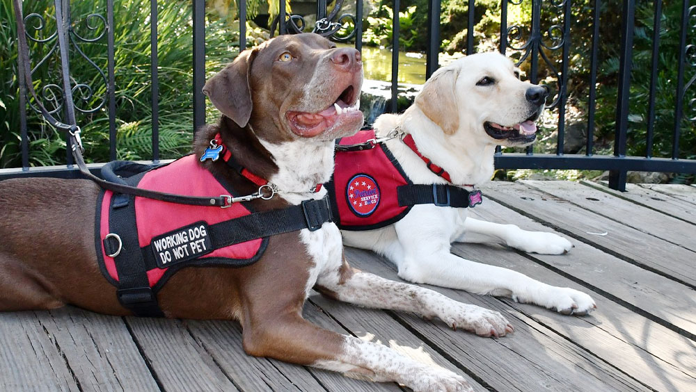 The 6 Best Service Dog Breeds