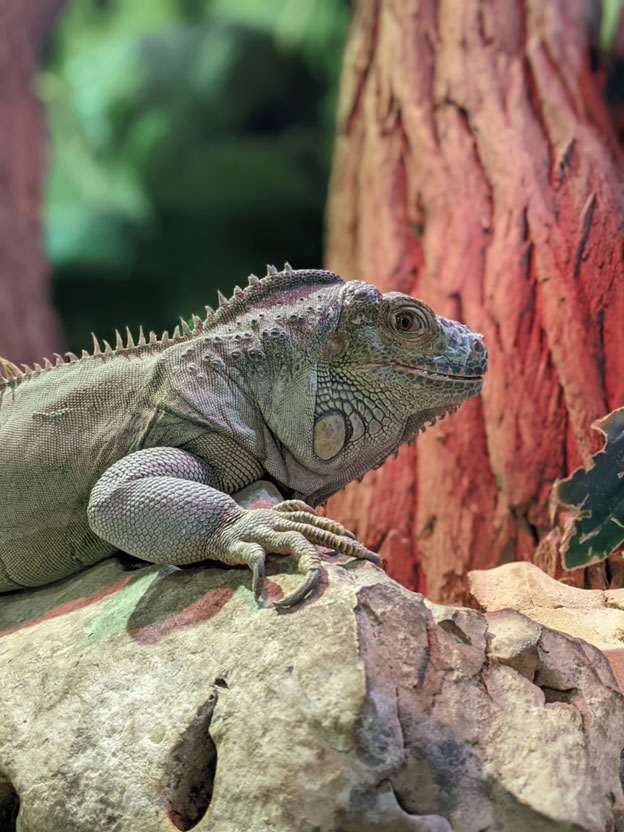 Understanding Bearded Dragon Behavior