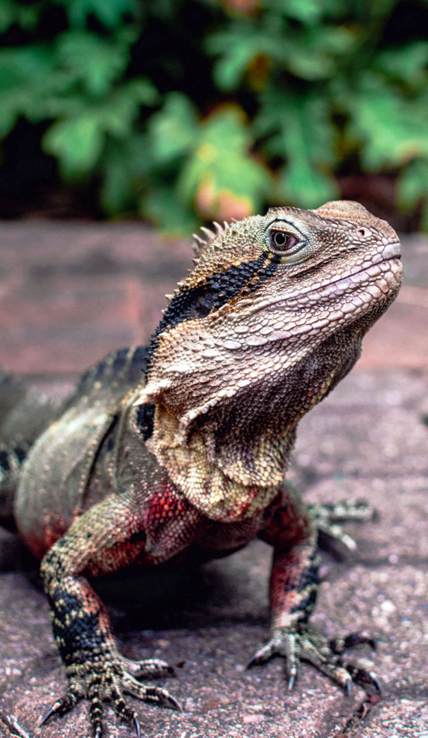 When a bearded dragon feels stressed or threatened