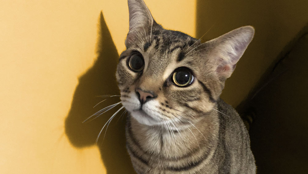Can Dogs Eat Cat Food?
