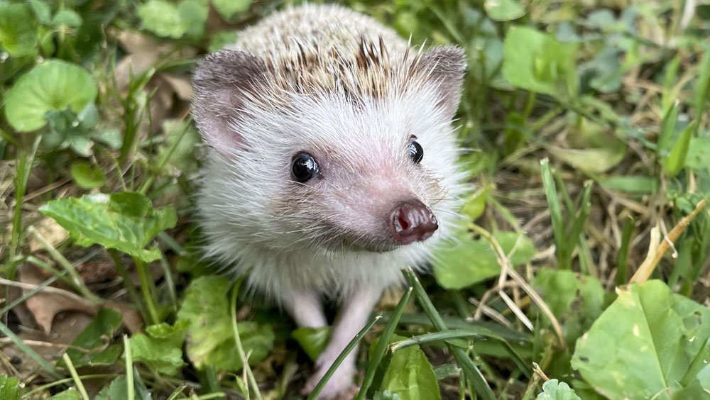 Do Hedgehogs Smell?