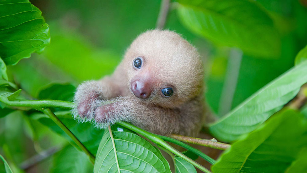Do Sloths Make Good Pets