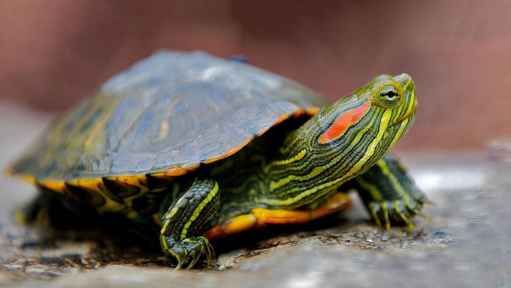 Do Turtles Have Teeth?