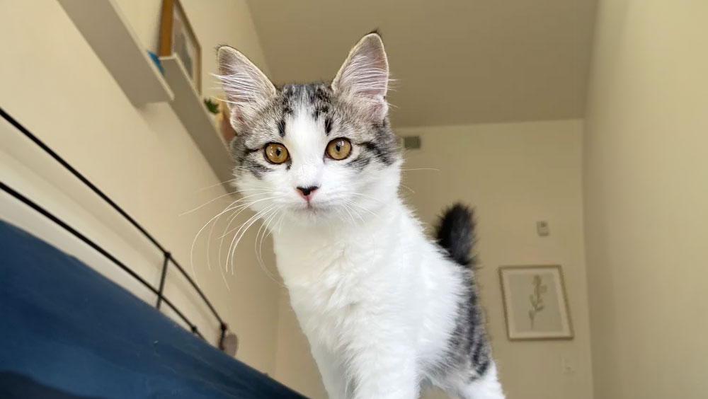 The 8 Cutest Cat Breeds