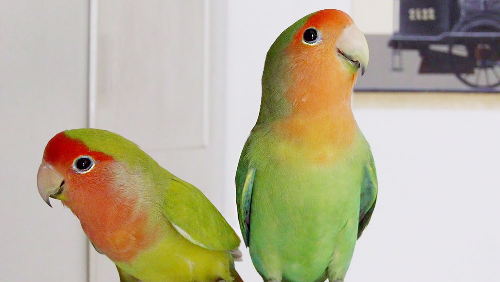 Can Lovebirds Talk?